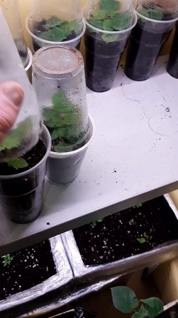 Павловния Смоленск #4 - маленькая ПОБЕДА!!!!!!!!!!! смотреть онлайн