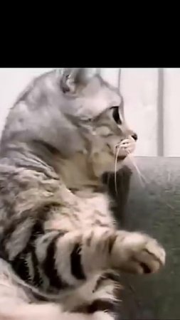 FUNNY cat FUNNY cat FUNNY cat