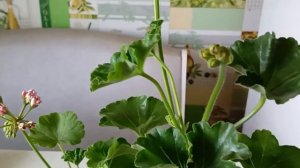 Пересадить Вовремя укоренённые черенки Пеларгонии Герани
