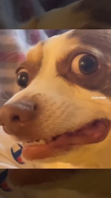 #shorts фильм ужасов - собака бензопила 🤣 смотреть онлайн