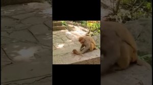 Жестокость обезъян к своему потомству. Звери!