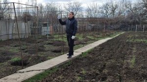 Лучшая шпалера для столового винограда.