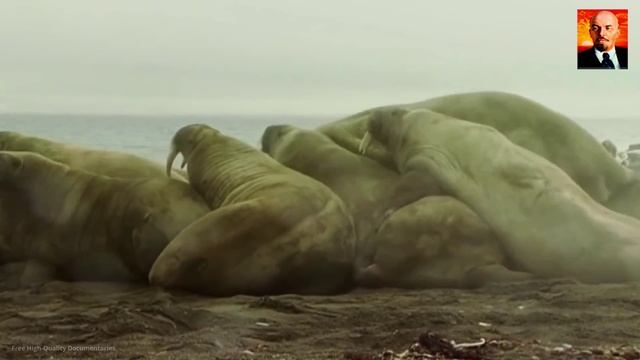 Морж - двухтонный обитатель Севера. Морж Против Белого Медведя. смотреть онлайн