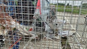 Ярмарка голубей Славянск на Кубани 18.05.2025