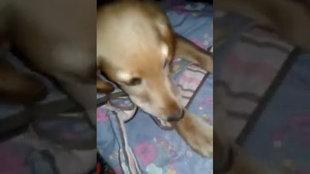 Мася точить свої зубки косточкою смотреть онлайн