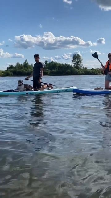 У меня самая лучшая собака #shortvideo #стаффорд #стаффордширскийтерьер #staff #амстафф #блог