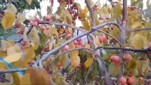 Обрезка хурмы и подготовка к новому сезону №3/25