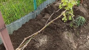 Полив и первая подкормка винограда в Подмосковье 🍇🍇🍇