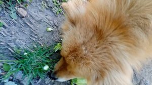1000009637.mp4 Не такой вкусный.Инна Гетц.