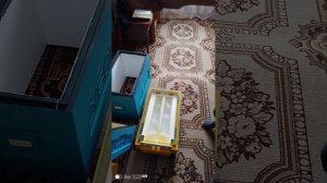 Обзор улья ППС. Лысонь.