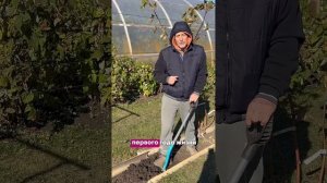 Как укрывать виноград второго года жизни?