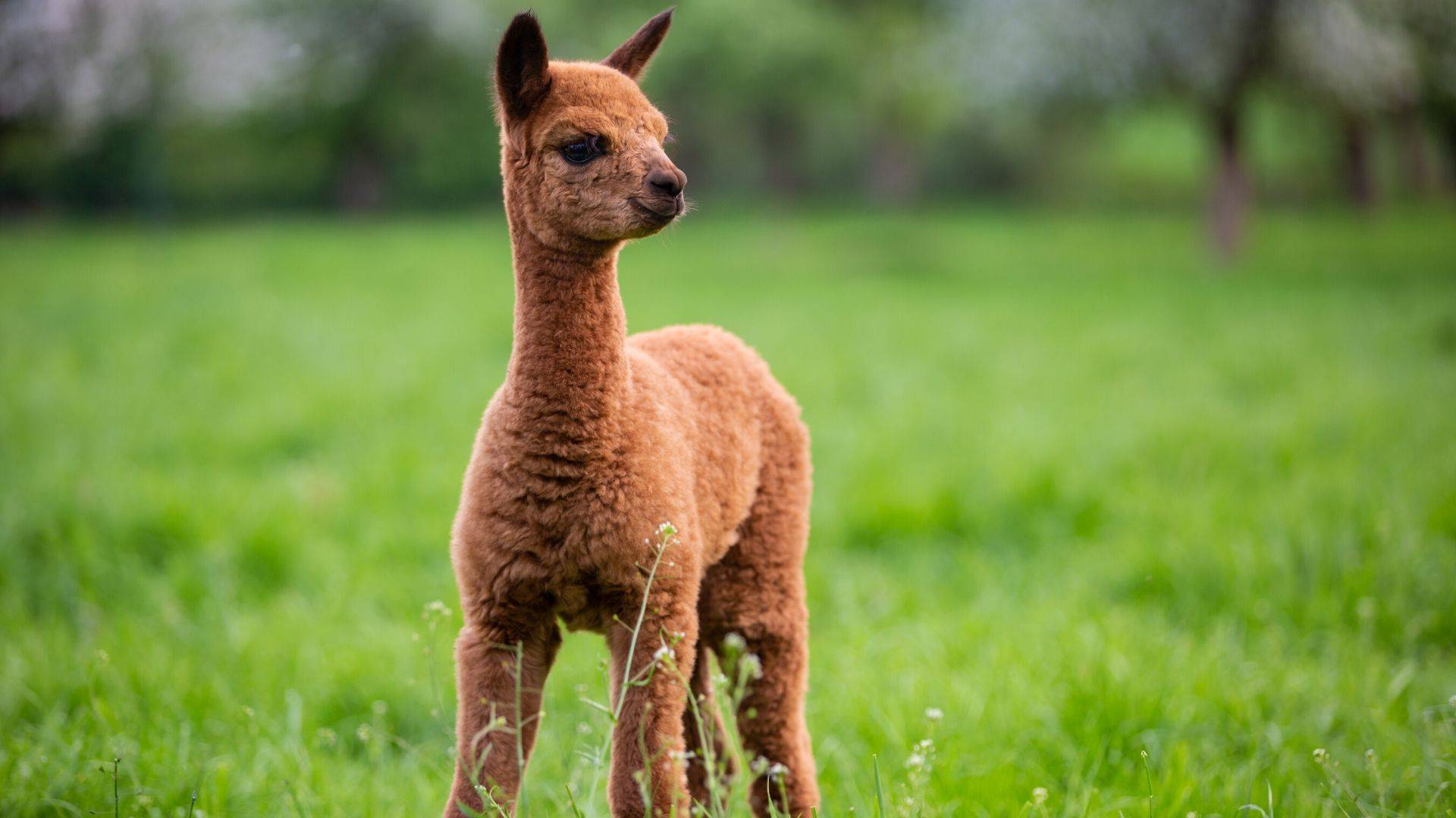 Лама и Альпака для детей и взрослых. Звуки ламы. Что ест милая лама? смотреть онлайн
