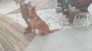 Лосик ищет дом