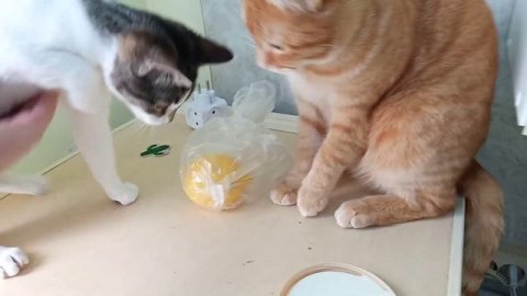 Лестница Эшера-Мятлика