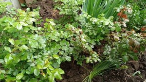 Еду за мужем. Мои цветочки, тля напала.