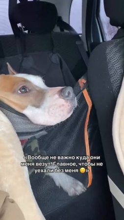 Стаффорд Юми #амстафф #собака #americanbully #pets #puppy #doglife #стаффорд #мем #funny #animals