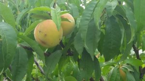 Персик Посол Мира