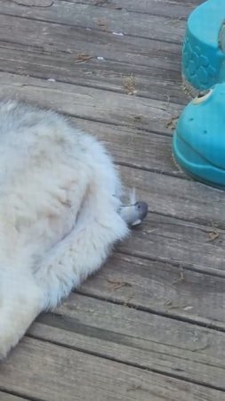 Не кочегары мы, не плотники