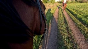 Прогулка на лошади в полях