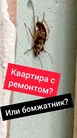 Бомжатник под видом косметического ремонта! Враньё в объявлениях о продаже квартиры #недвижимость