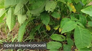 Ореховая аллея в средней полосе России.14  июля 2024 года.