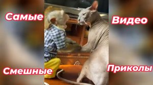 Самые смешные видео приколы