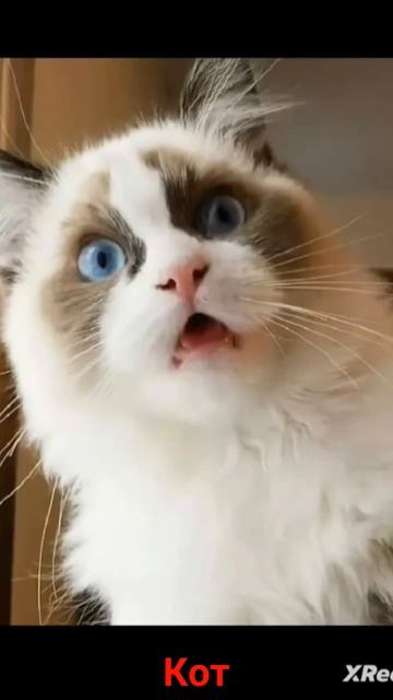 Эй ЧуВаК зАчЕм Ти ТочИш ШпАгУ эТоЖ кРиНж?! смотреть онлайн