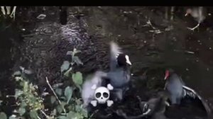 эдит про птицу  лысуха