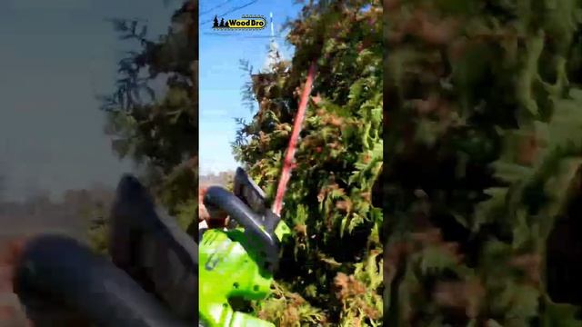 Стрижка туй Wood BRO смотреть онлайн