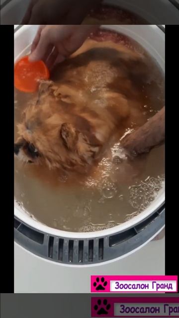 Лечение алопеции у шпица