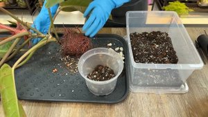 Пересадка комнатных растений и цветов » Май 2024