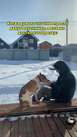 Стаффорд на маникюре #americanbully #pets #doglife #puppy #амстафф #мем #стаффорд #амбулли
