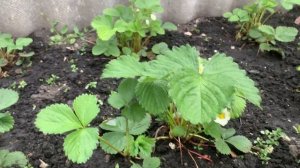 IMG_8430 На данный момент, в огороде почти все посажена, кроме капусты и тыквы.Отвечаю на вопрос ..