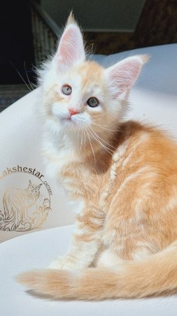 Simon Mos Lakshestar котенок мейн кун 1 месяц 27 дней.
