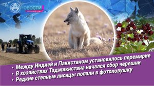 Новости Большой Азии (№1039): К выборам, конфликт в Гималаях, белое золото Узбекистана, ягоды, лисы