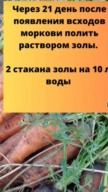 Секрет выращивания крупной и сладкой МОРКОВИ #просто # смотреть онлайн