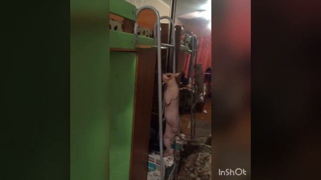 Лысый кот сам поднимается по лестнице смотреть онлайн