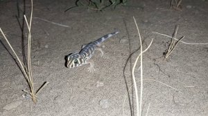 сцинковый геккон Teratoscincus scincus