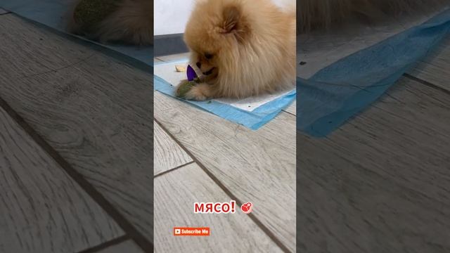 Как же хочется мясо 🐶🥩 Немецкая овчарка Тайга и Померанский шпиц Фенёк