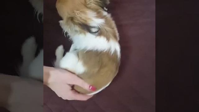 Многоразовые пеленки для собак. смотреть онлайн