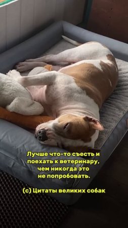 Собачьи правила жизни. #americanbully #pets #doglife #стаффорд #амстафф #стаффордширскийтерьер