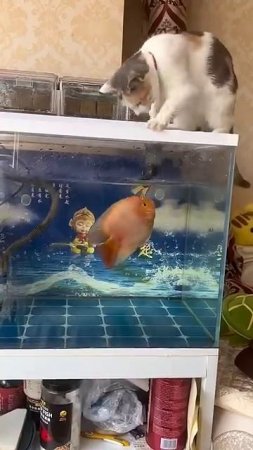 cat vs Fish #catreaction #fish #kuching #shaababies #funny #catvideos #cute #aqu