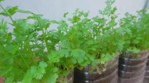 Выращивание кориандра из семян