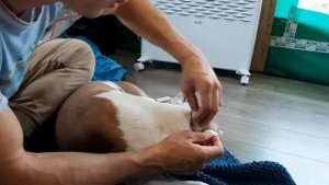 Как поставить уши Щенок стаффорда