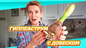 ГИППЕАСТРУМ С ДЕТКОЙ | СПАСАЮ ГИППЕАСТРУМЫ | РУКИ ИЗ ТОГО МЕСТА