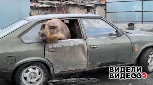 Свинья-путешественница. Видели видео? Фрагмент выпуска от 18.05.2025