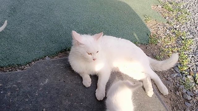 Котята в добрые руки (Ростов-на-Дону)