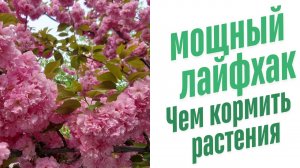 Чем кормить растения?