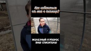 🔥 Как избавиться от мхов в теплице? Железный купорос ?