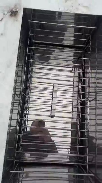 Коптильня большая 600х300х300 2мм толщина нержавейки смотреть онлайн